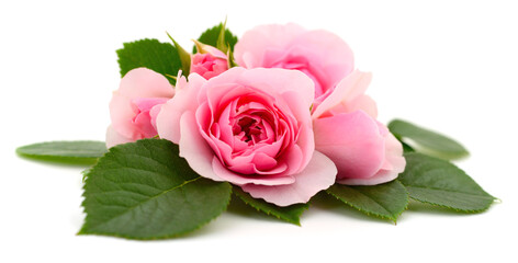 Pink rose flowers with green leaves isolated on white
