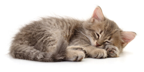 Sleeping grey kitten isolated on white background