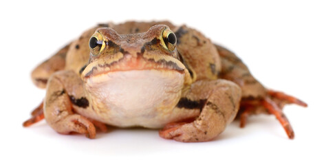 Brown frog looking at camera isolated on white