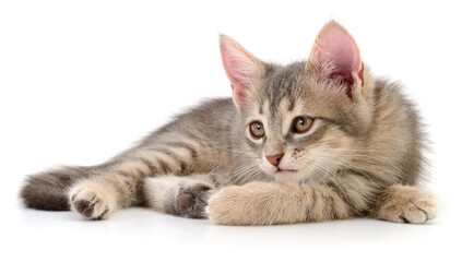 Grey tabby kitten lying isolated on white background