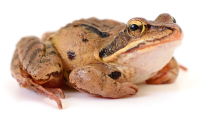 Brown frog sitting isolated on white background