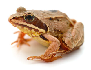 Common brown frog sitting isolated on white background
