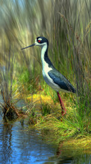 Black necked stilt