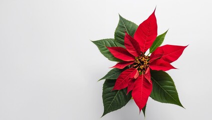 Scarlet Bloom on Ivory A Botanical Study of Color Contrast and Formal Composition.