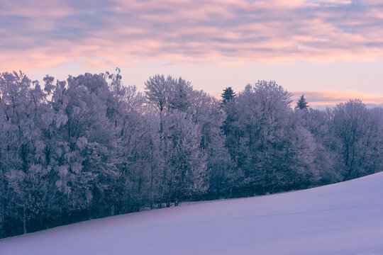 trees by a field in hoarfrost