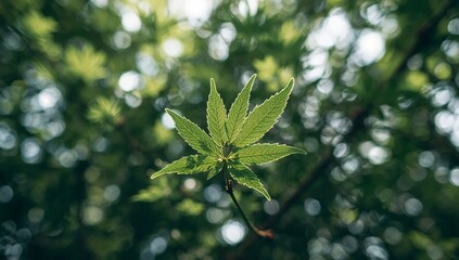 Serene Leaf in Sunlight, Abstract Green Bokeh Background Calmness and Organic Design.