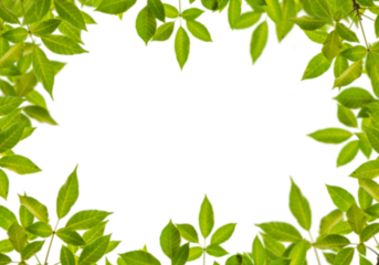 Lush green leaves forming a vibrant natural frame against a stark black background