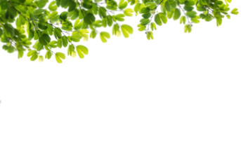 Obraz premium Vibrant green leaves forming a fresh natural border against a stark black background
