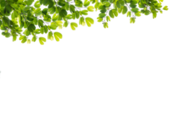 Vibrant green leaves forming a fresh natural border against a stark black background