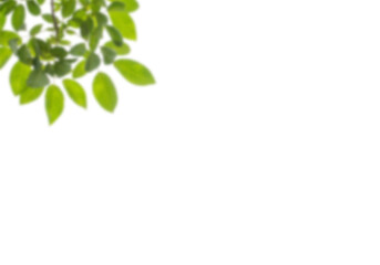 Fresh green leaves subtly emerging from the upper left corner on a stark black background