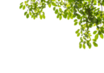 Vibrant green leaves softly blurred, creating a natural border against a dark background