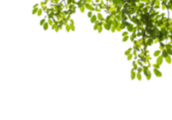 Vibrant green leaves softly blurred, creating a natural border against a dark background