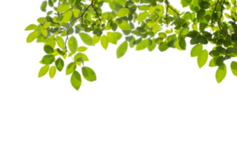 Fresh green leaves and branches framing the top on a transparent background