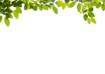 Lush green leaves forming a natural border against a dark background, symbolizing nature's embrace