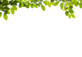 Lush green leaves forming a natural border against a dark background, symbolizing nature's embrace