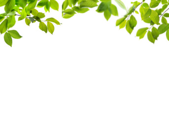 Fototapeta premium Lush vibrant green leaves and delicate branches forming a fresh natural border against a dark background