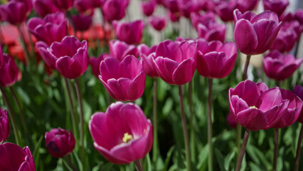 Fototapeta premium Vibrant pink tulips blooming outdoors in a lush garden in the netherlands during springtime showcasing vibrant colors and natural beauty