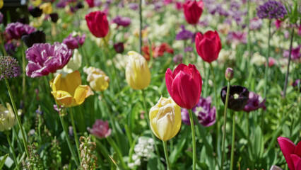 Colorful tulips blooming vibrantly outdoors in a netherlands garden showcasing nature's beauty and...