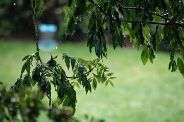 blurred disc golf basket on the left behind a branch