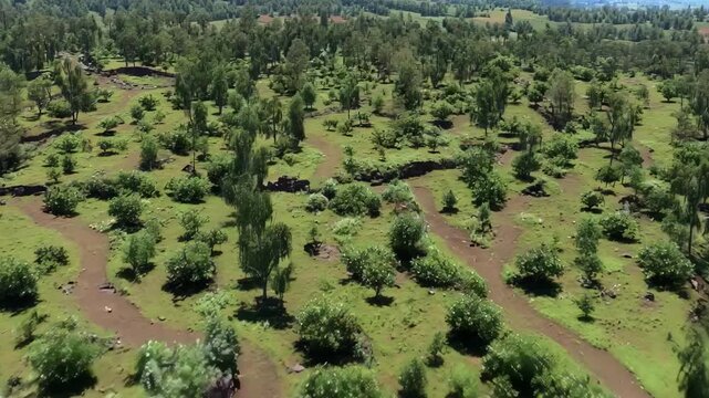 Medium view of planning an irregular orchard with uneven tree row patterns showcasing the unique natural design for diverse plant adaptation