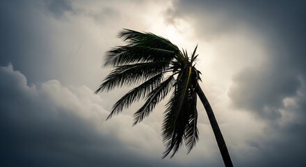 A solitary tropical palm tree dramatically bends under the immense force of powerful winds against an ominous, dark, and cloudy sky, capturing the raw intensity of a brewing storm