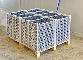Fresh Blueberries Harvest in Stacked Crates at Cargo Pallet