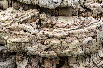 Close-up of rough tree bark showing natural wood texture, organic patterns, and weathered surface. Detailed natural background suitable for design, ecology, and material concepts.
