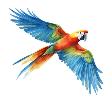 Two Parrots Flying, watercolor clipart vector, isolated on a white background.