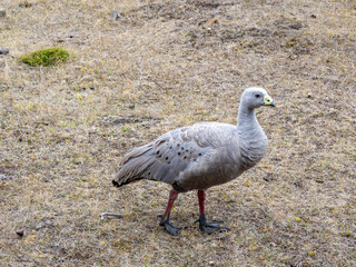 The Cape Barren goose (Cereopsis novaehollandiae)  in Maria Island, Tasmania