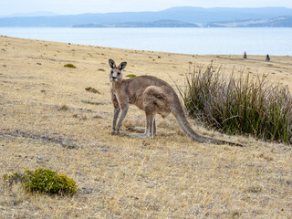 Wild kangaroo in Maria island of Tasmania