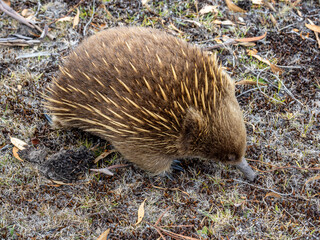 Wild echidna in Maria island of Tasmania