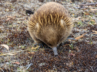 Wild echidna in Maria island of Tasmania