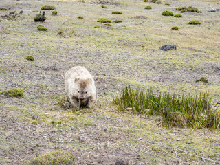 Wild wombat in Maria island of Tasmania