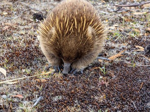 Wild echidna in Maria island of Tasmania