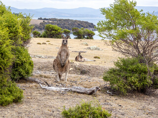 Wild kangaroos in Maria island of Tasmania