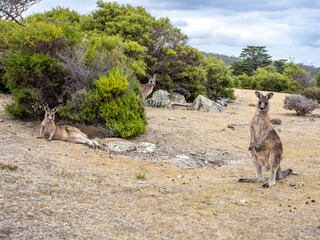 Wild kangaroos in Maria island of Tasmania