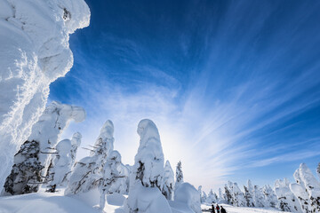 山形蔵王白銀世界樹氷原の樹氷とスキー場ゲレンデ