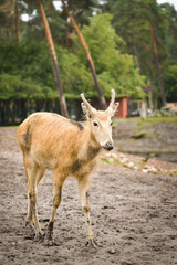 Fototapeta premium Portrait of young deer with small antlers standing in a natural zoo environment.