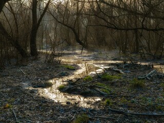 Forest river in late autumn. A winding stream in the depths of an atmospheric forest. Mysterious landscape.