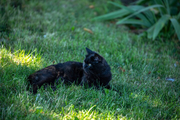 Black cat lying on green grass in garden park outdoor