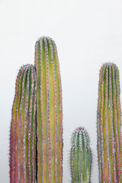 Colorful cactus. Cabo San Lucas, Mexico. Baja, California.