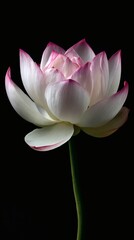 A stunning lotus flower in full bloom, showcasing its delicate petals