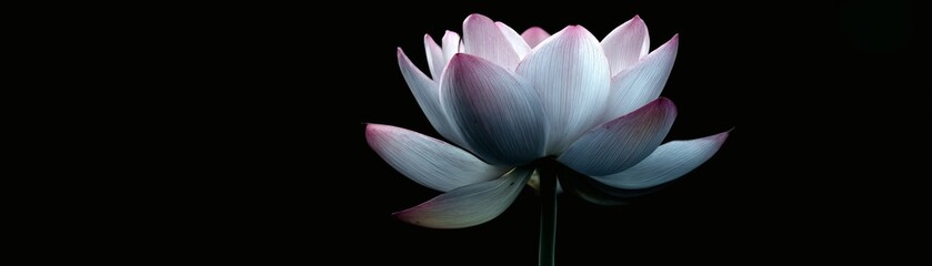 A delicate lotus flower blossoms gracefully against a dark background, its petals soft and inviting. The flower symbolizes purity and enlightenment, conveying a sense of serenity and peace.