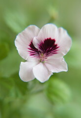 Obraz premium Pelargonium crispum 