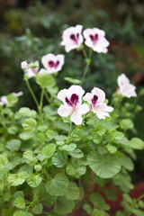 Fototapeta premium Pelargonium crispum 