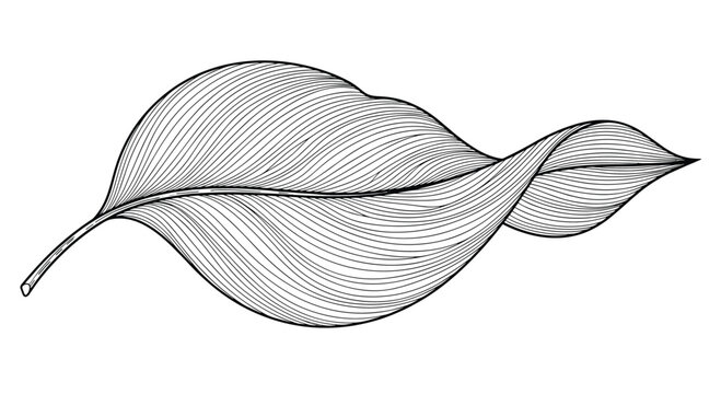 Detailed black and white botanical illustration of a single twisted leaf with intricate vein patterns in a classic woodcut or engraving style.