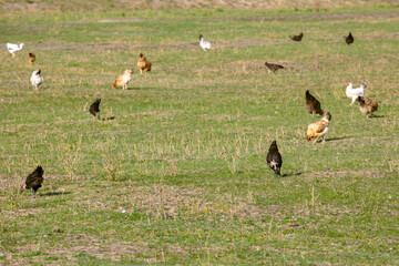 Chickens walking on green organic pasture field