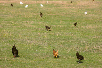 Poultry organic production on green rural farm