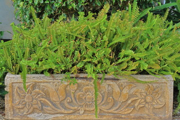 Ferns in the garden of the house, closeup of photo