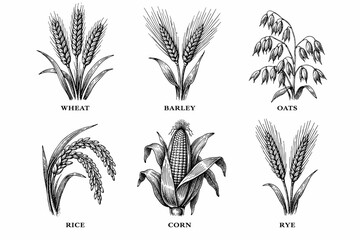 Hand drawn grain plants collection: wheat, barley, oats, rice, corn, rye